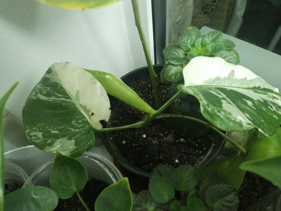 Монстера єлоу жовта