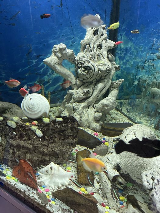 Продам аквариум на 500 литров угловой с тумбой