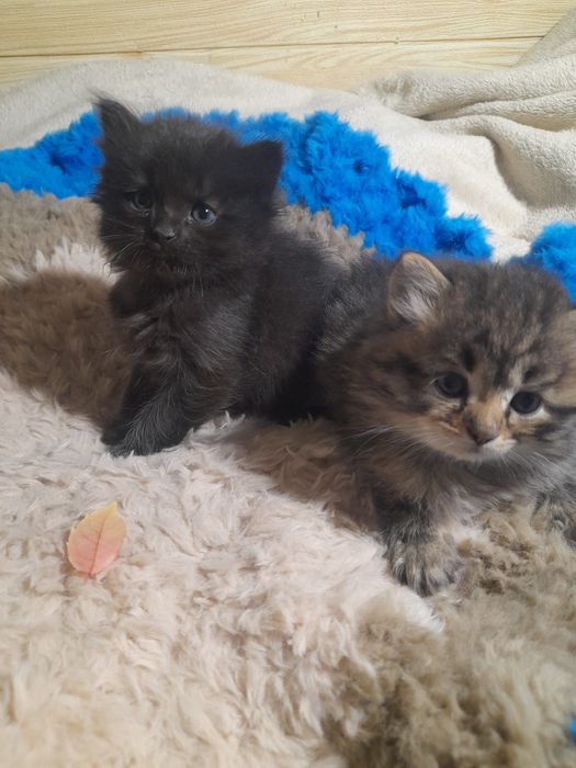 Віддам кошенят в добрі руки..