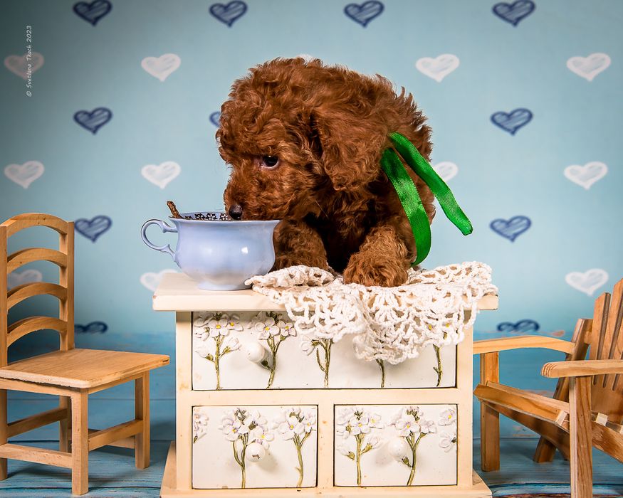 Чудові цуценята той пуделя FCI