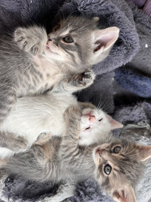 Кошенята шукають родину