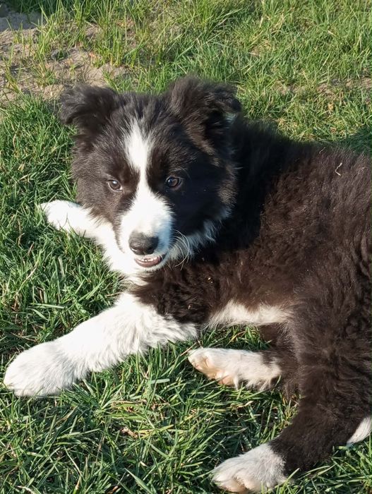 Suczka Border Collie czarno biała