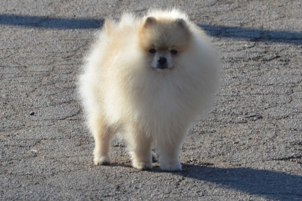 Подрощенный мальчик шпиц 1.5 года.