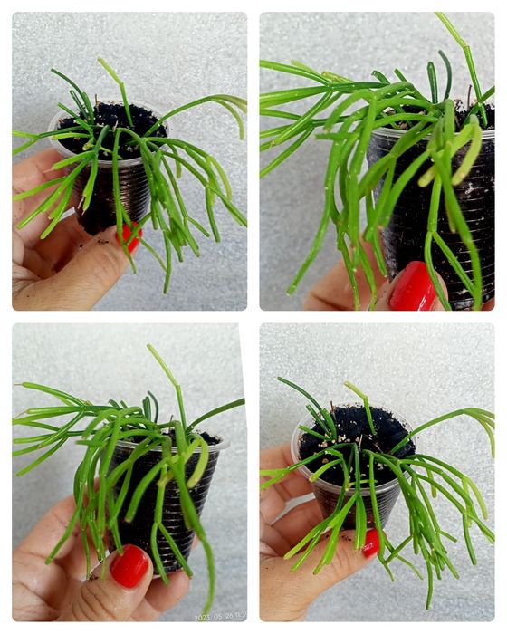 Рипсалис Cassutha .