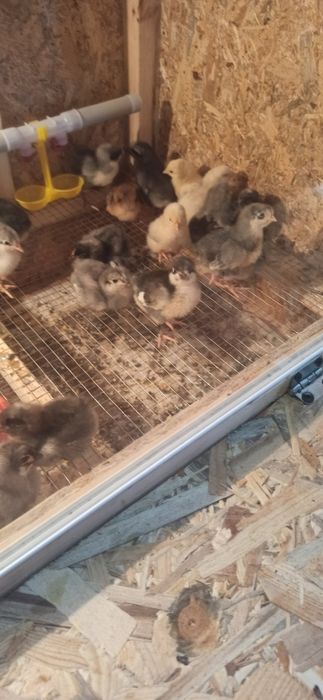 Яйце інкубаційне Гріз Сендрі