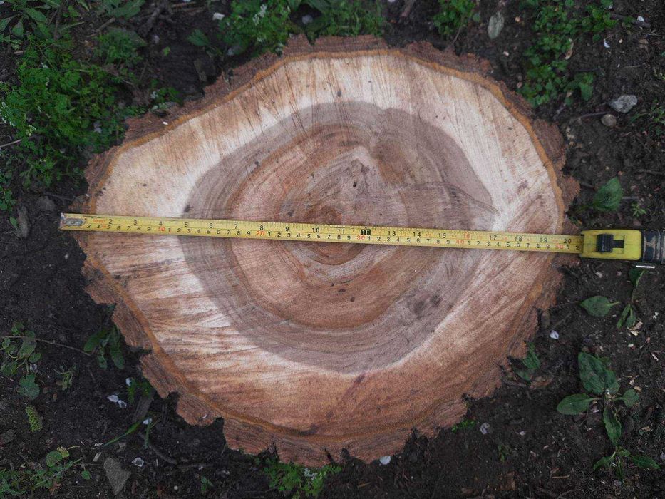 Спили/зрізи/слеби горіха торцеві. Спилы/срезы/слэбы деревьев ореха