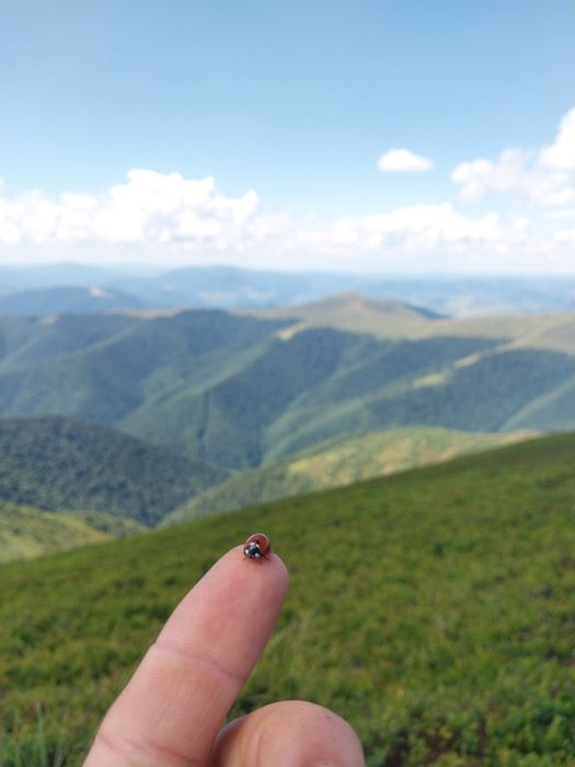 Походи в гори. Карпати