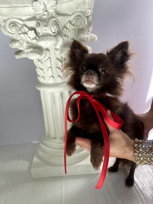 VIP Чіхуахуа елітна шоколадна