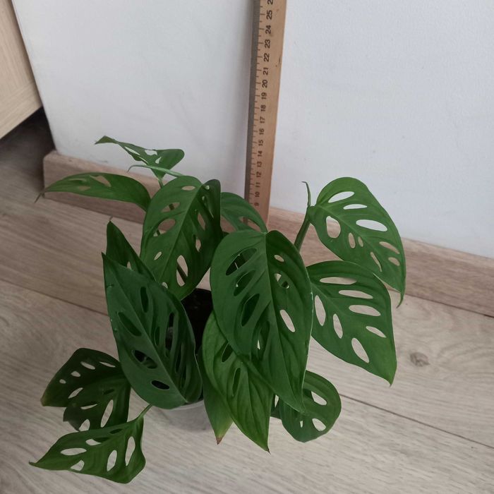 Monstera OBLIQUA , Адонсона - Монстера косая, карликовая