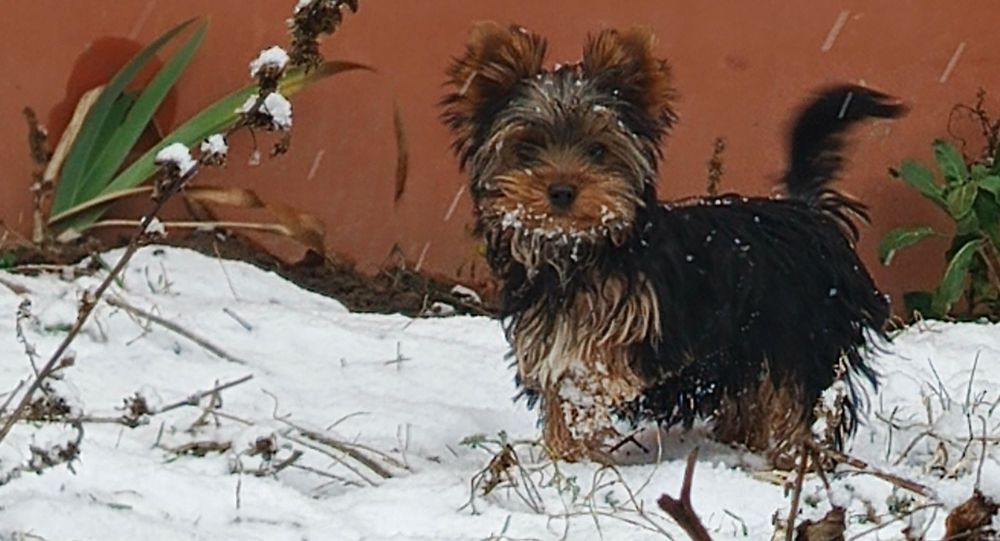 Міні дівчинка  бівер йорка. 4 міс