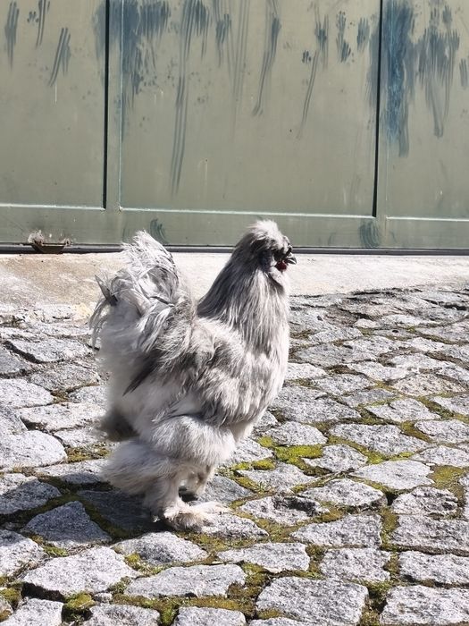 Sedosas do japao ovos