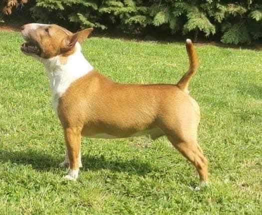 Bulterier miniaturowy