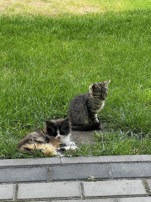 Віддам котиків в добрі руки