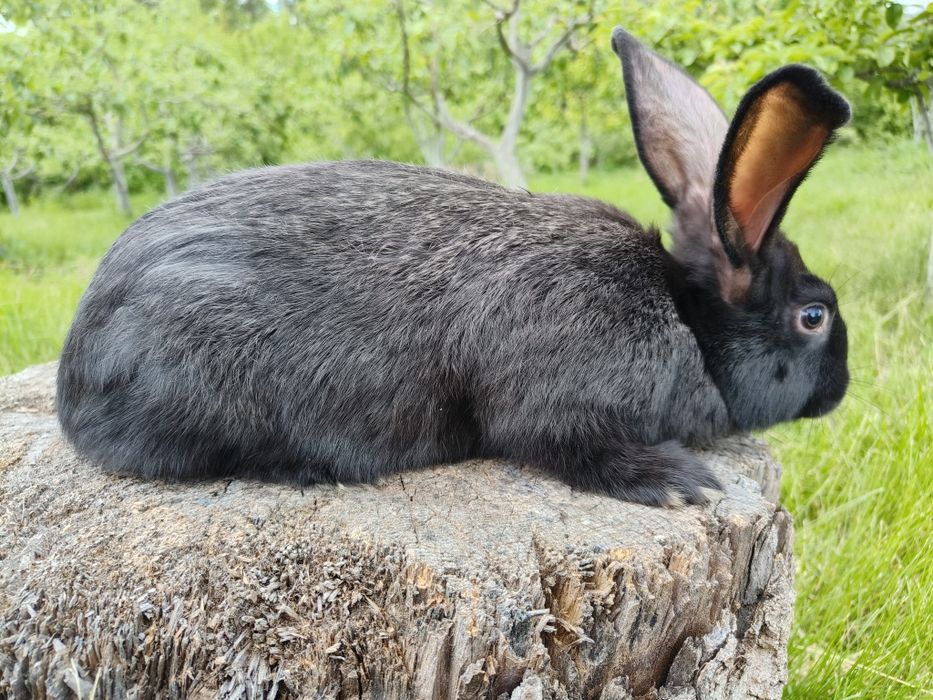 Свійські кролики
