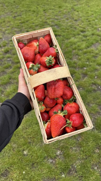 TRUSKAWKA POLSKA z dowozem rezerwacja pierwszy zbior 10 maja