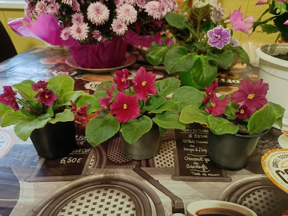 Кімнатні рослини