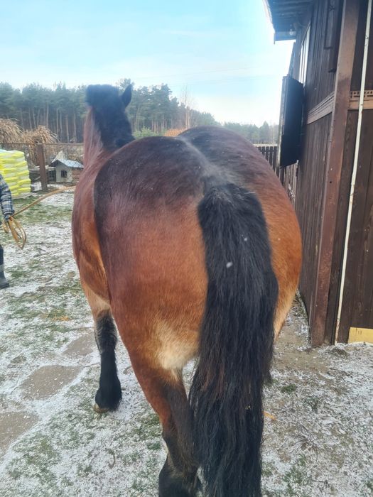 Klacz Zimnokrwista Księga Główna