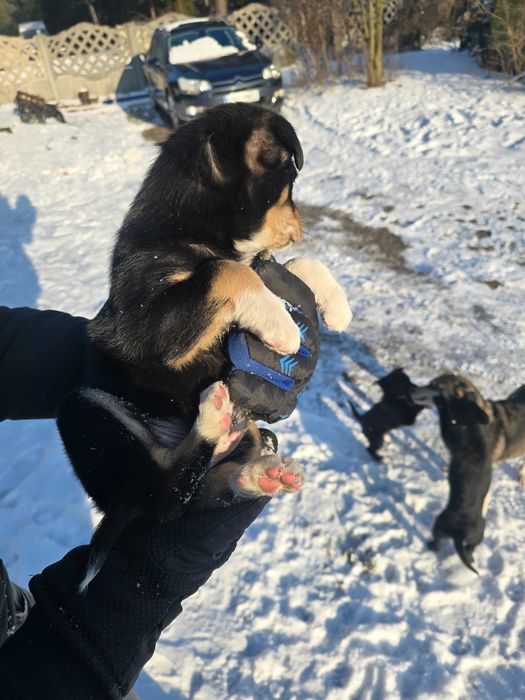 Pieski w dobre ręce oddam