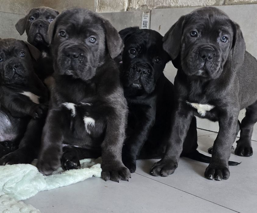 Cane Corso Błękitne Sunia