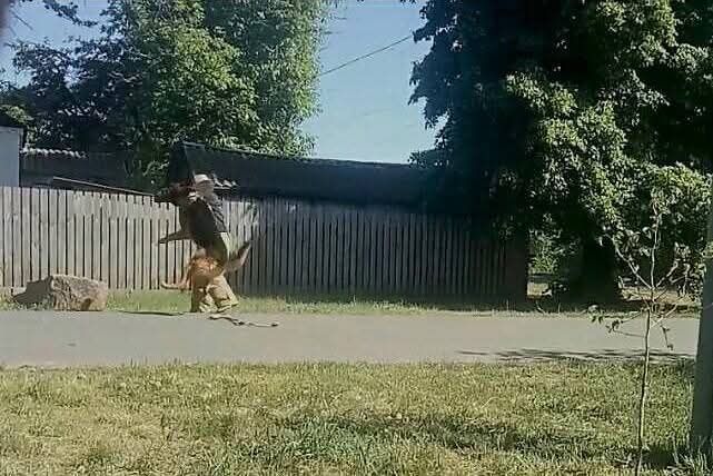 Німецька вівчарка puppies