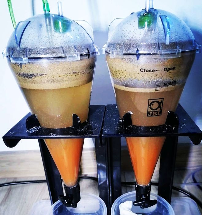 Artemia Mokra Do Wylęgu Jaja