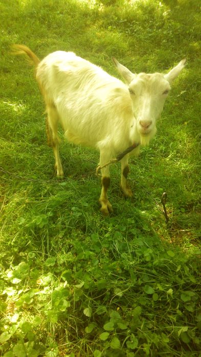 Продам дійну молоду козу!