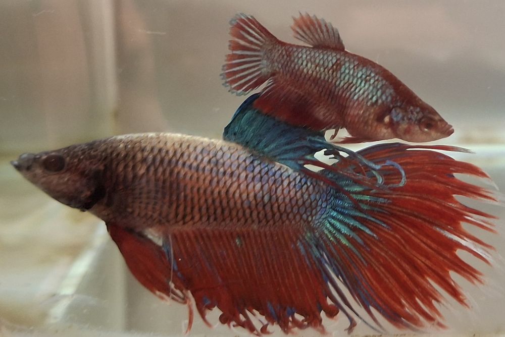 Machos peixe Betta apenas 5€