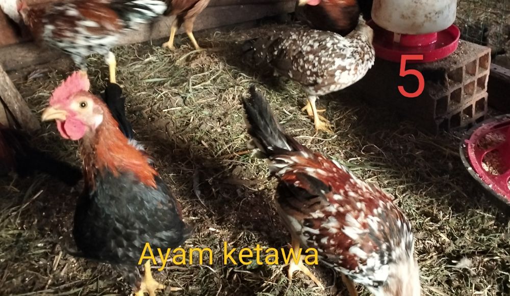 Aves de raça pura.