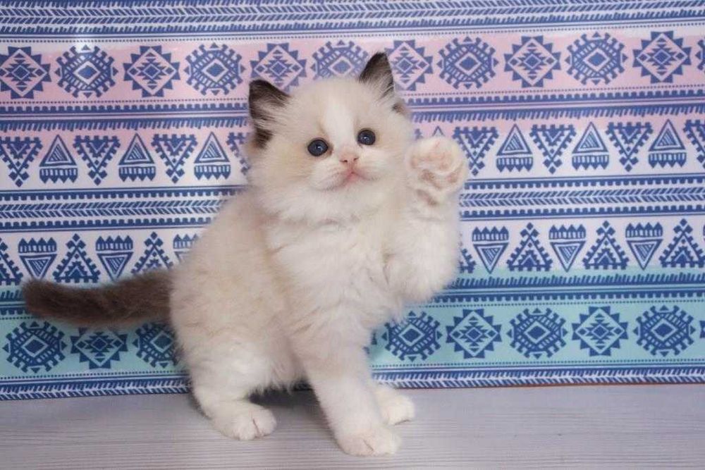 Котик в окрасе биколор, порода-Ragdoll.