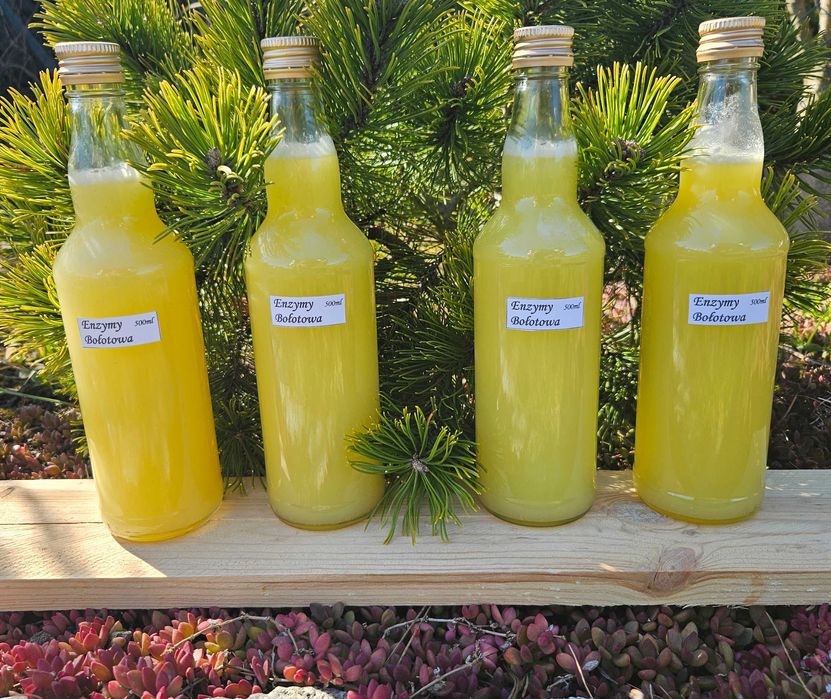 Kwas Enzymy Bołotowa na koziej serwatce 4x500ml 2 litry
