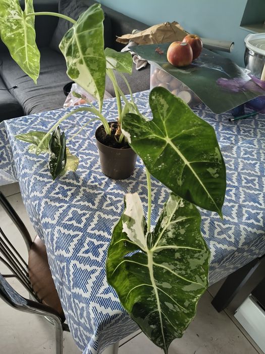 Alocasia Frederyk Verginata