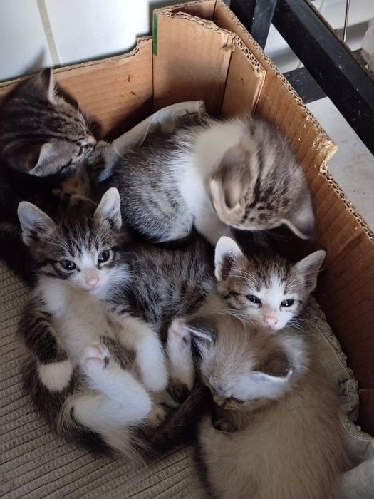 Gatinhos bebés para adoção