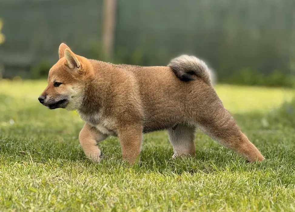 Shiba inu dsponivel