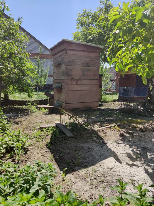 Продам бджолині сім'ї, улики, бджоли