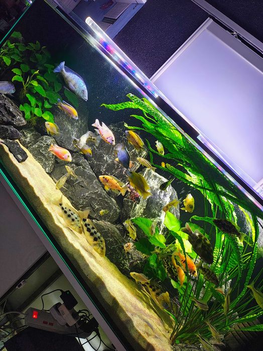 Saulosi Aulonocara Sciaenochromis Fryeri  Pyszczaki Malawi