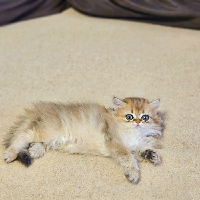 Золотая британская шиншилла кошечка кошка котята дівчинка  довгошерстн