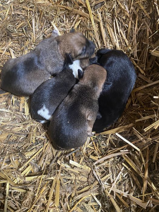 Oddam 4 slodkie suczki