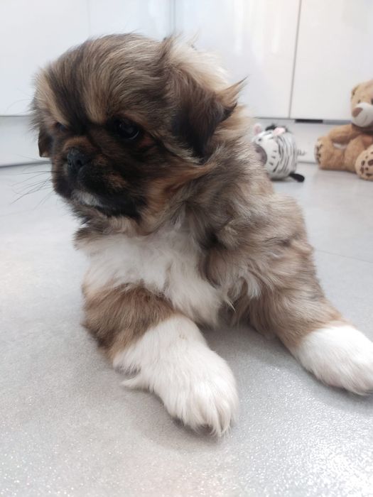 Pekińczyk szczeniak