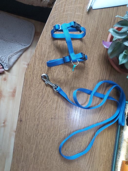 Szelki dla fretki szynszyla
