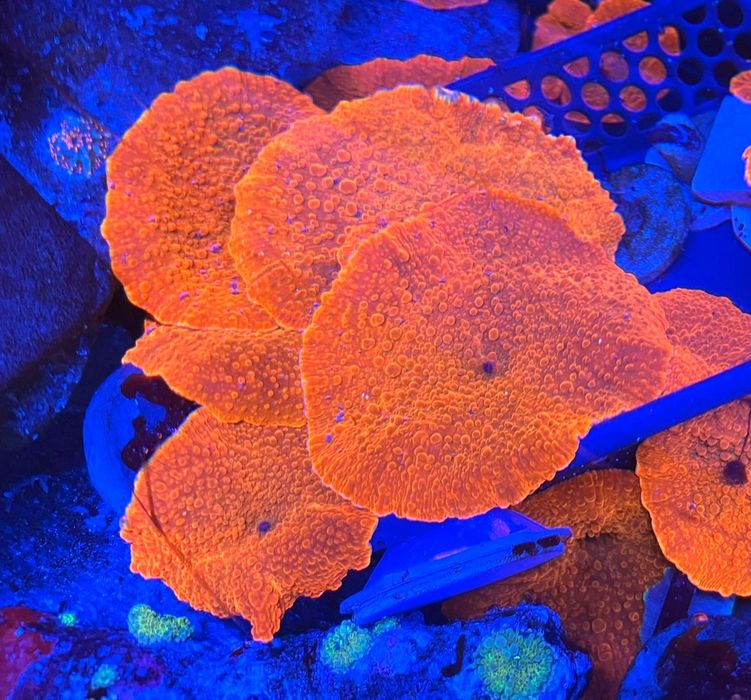 Discosoma AUSSIE ULTRA RED . Koralowiec . Akwarium morskie