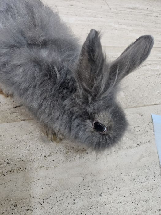 Coelha cabeça de leão