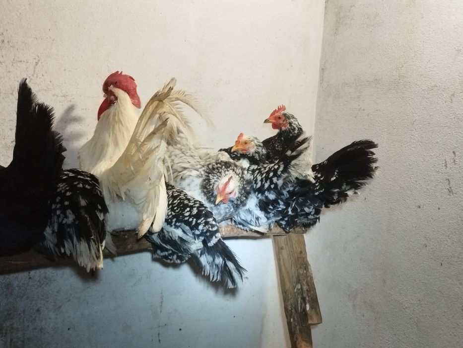 Ovos Nagasaki para venda