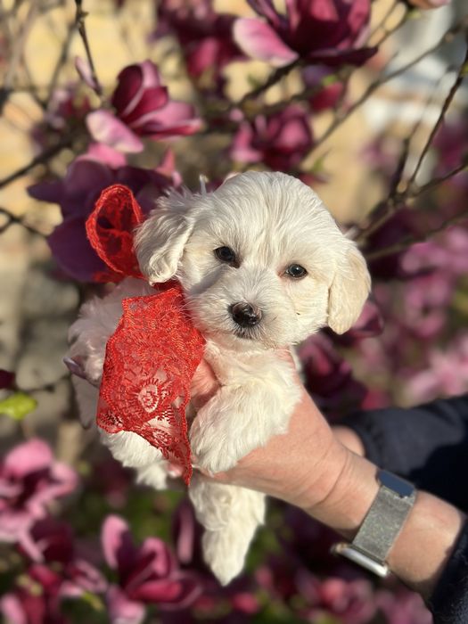 Мальтипу милая девочка