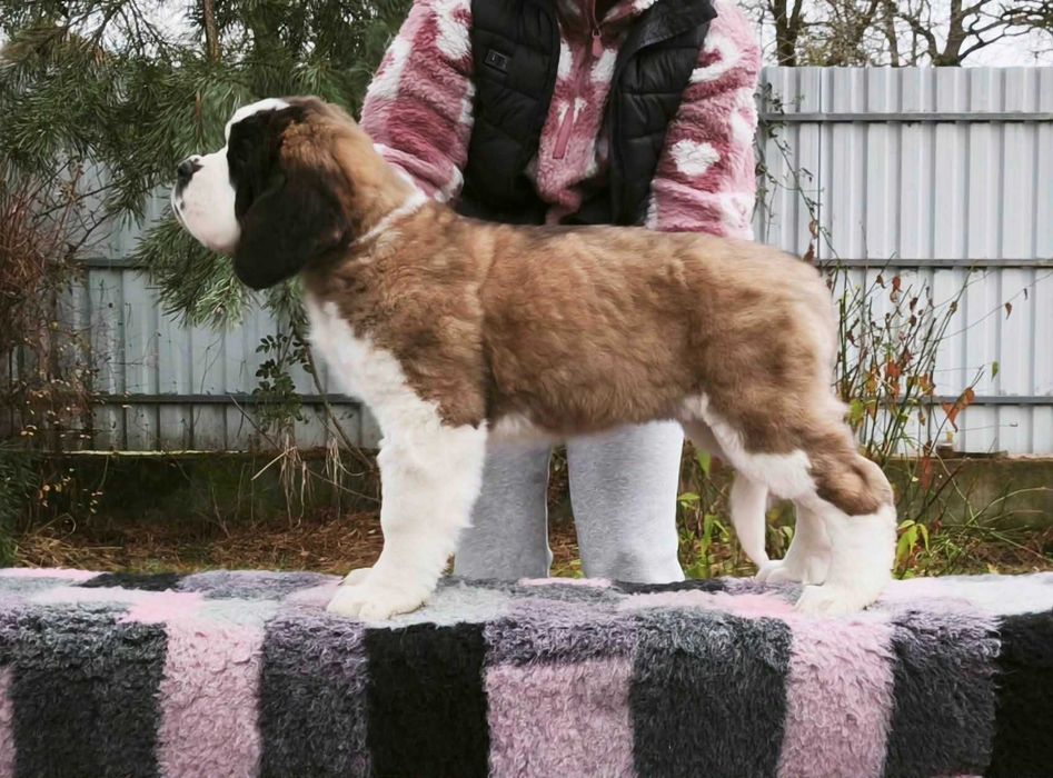 Długowłosa piękna dziewczynka Bernardyn . Rodowod FCI