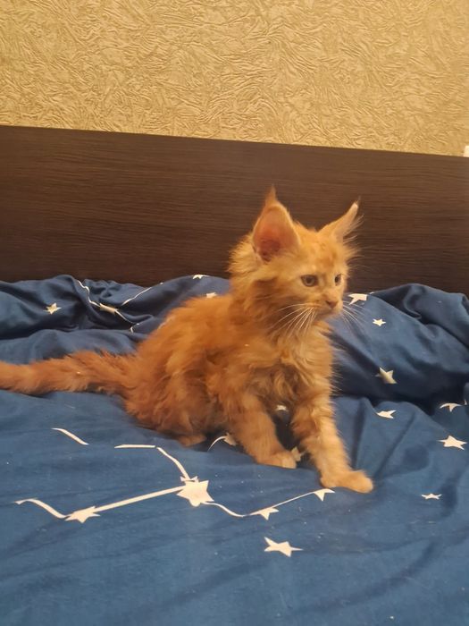 Кошеня Мейн Кун  мейнкун