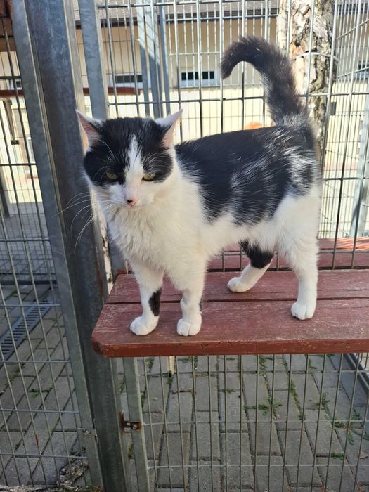 Cudna Frotka poleca się do adopcji