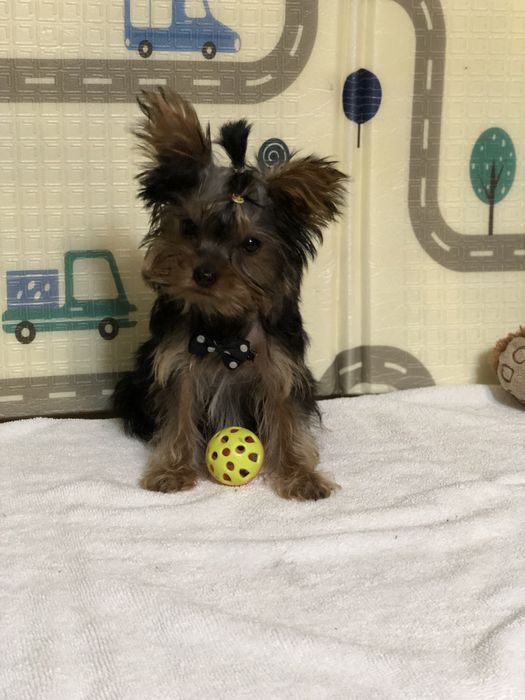 Продам мини Йорчиков