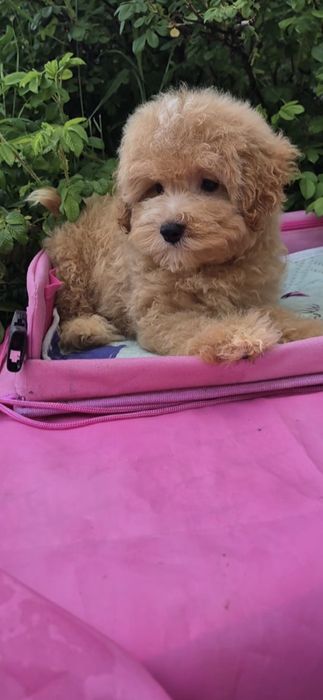 Мальтипу. Хлопчик.