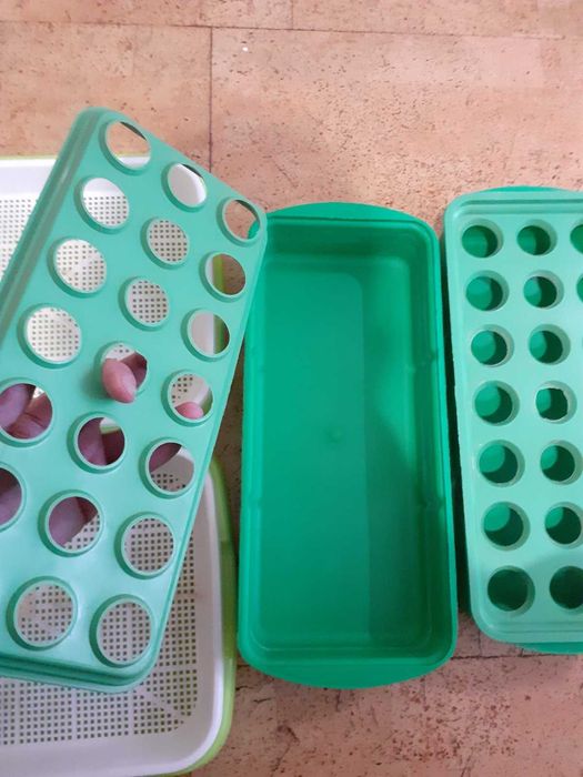 Лотки для мікрозелені та вирощування цибулі, россади