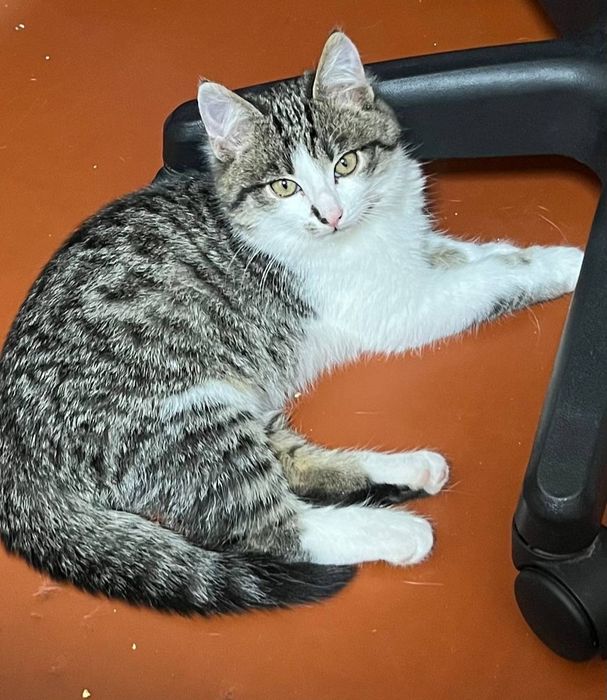 Отдам котёнка-мальчика